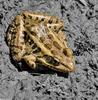 Pickerel Frog (Rana palustris)