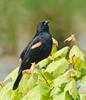 Red-winged Blackbird (Agelaius phoeniceus) 032