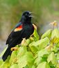 Red-winged Blackbird (Agelaius phoeniceus) 033