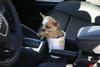 dogholder