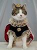 king cat