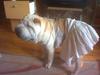 Shar-Pei Ballet