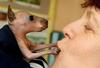 Baby Kangaroo