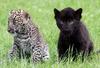 Baby Leopards