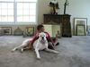 dogs