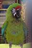 Macaws: Military macaw (Ara militaris)