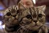 English Short Hair Cats