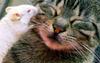 Mouse and Cat