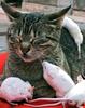 Mouse and Cat