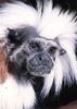 Tamarins - Cotton-top Tamarin