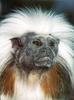 Tamarins - Cotton-top Tamarin