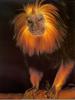 Tamarins - Golden-Headed Lion Tamarin