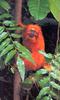 Tamarins - Golden Lion Tamarin