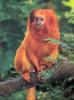 Tamarins - Golden Lion Tamarin