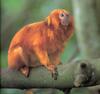 Tamarins - Golden Lion Tamarin