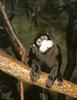 Tamarins - Mustached Tamarin