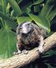 Tamarins - White-handed Tamarin