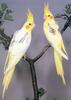 Cockatiels - Primrose Pearl Pied