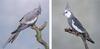 Cockatiels - White-faced Silver