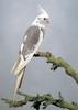 Cockatiels - White-faced Pied
