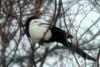 Pica pica (Black-billed Magpie)