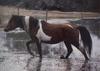 chincoteague pony
