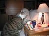 McDonald Cat