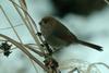 Paradoxornis webbianus (Vinous-throated Parrotbill) - Wiki