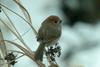 Paradoxornis webbianus (Vinous-throated Parrotbill)