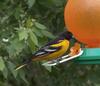 Male Northern Oriole