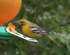 Female Northern Oriole