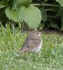 Eastern Warbling Vireo