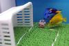 Fish Soccer