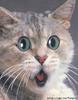 Surprised Cat