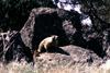 Yellow-bellied Marmot (Marmota flaviventris)