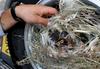 Barn Swallow nest in Tire