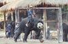 Soccer Elephants