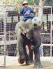 Soccer Elephants