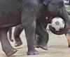 Soccer Elephants