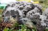 White-tailed Eagle chicks