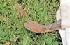 Northern Copperhead (Agkistrodon contortrix mokasen) 700