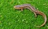 Northern Dusky Salamander (Desmognathus fuscus fuscus)