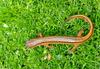 Southern Two-lined Salamander (Eurycea cirrigera)