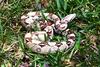 Colombian Boa Constrictor (juvenile)