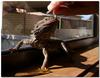 bearded dragon 2