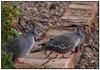 Australian crested pigeons 2