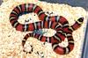 abnorma x polyzona intergrade