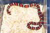 Coastal Plains Milksnake (L.t.temporalis)