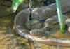 Northern Watersnake (Nerodia sipedon sipedon)