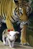 Tiger and Pig